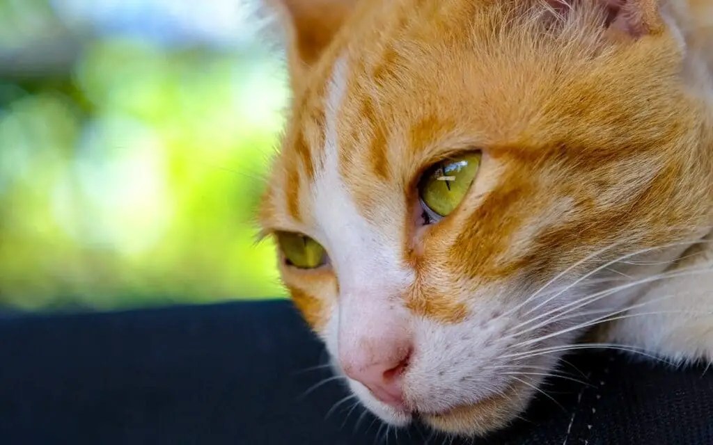 Cats And Dominance The Alpha Syndrome (How To Deal With A Dominant Cat