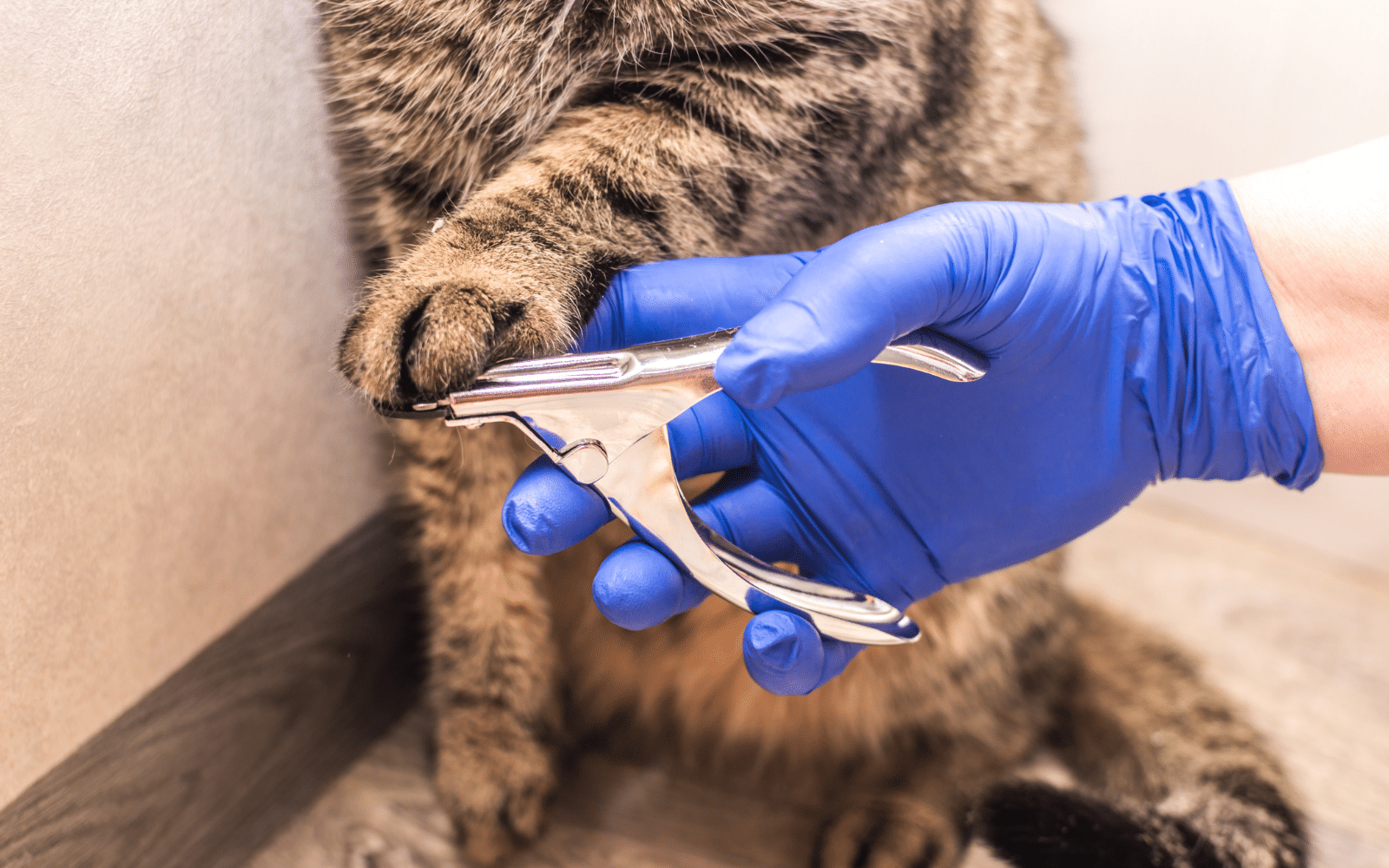 What Happens If You Don't Trim Your Cat's Nails? » CatPointers