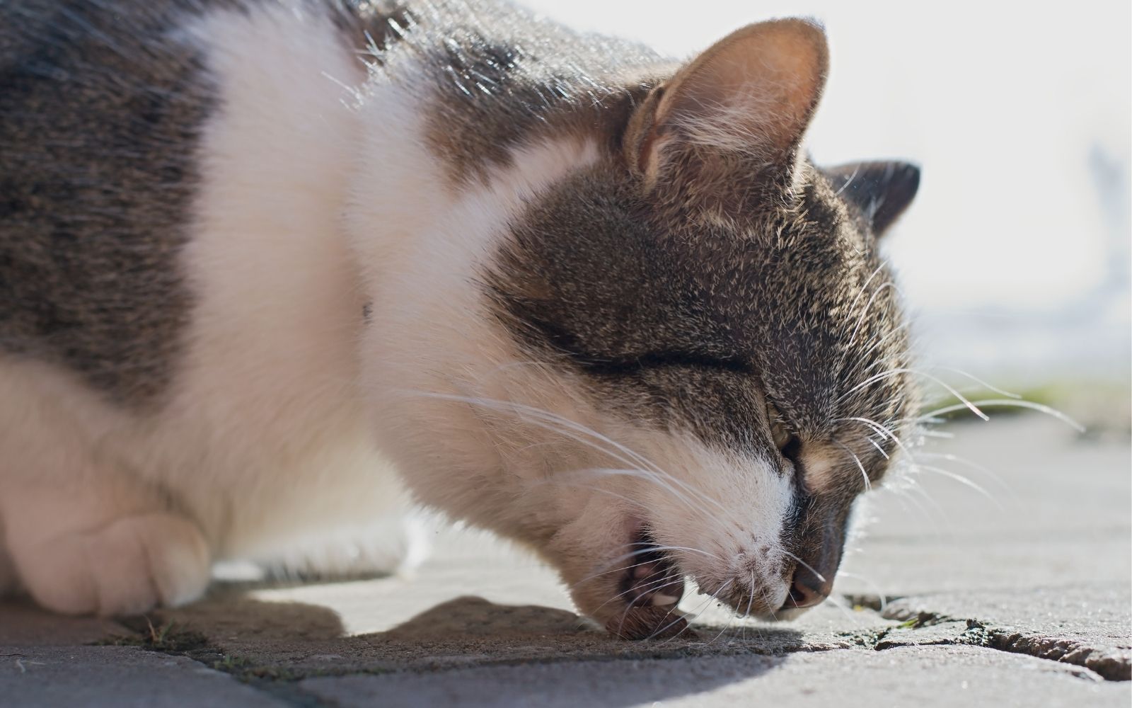 Hairballs In Cats Causes, Symptoms & Solutions » CatPointers