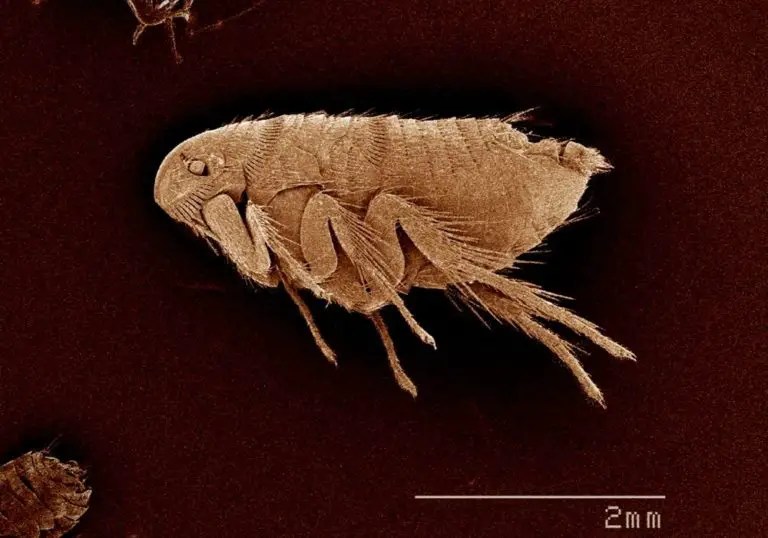 Why Does My Cat Keep Scratching Its Neck? (4 Common Causes) » CatPointers