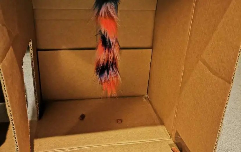 Enrichment For Cats The Ultimate List 14 Purrfect Ideas