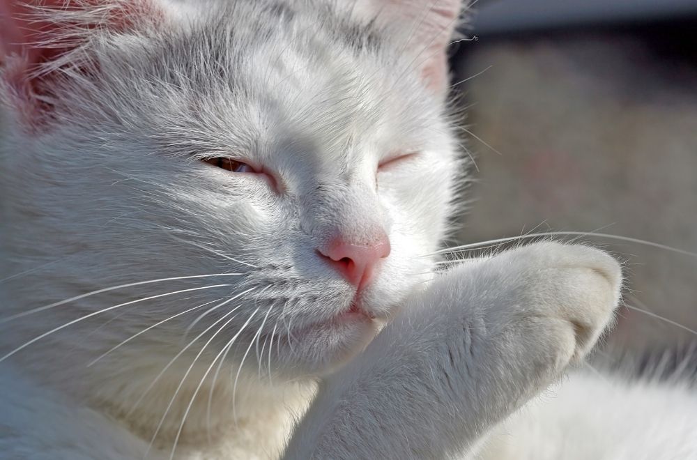 Why Do Cats Slow Blink » CatPointers