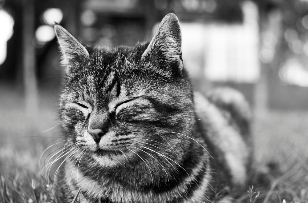 Why Do Cats Slow Blink? » CatPointers