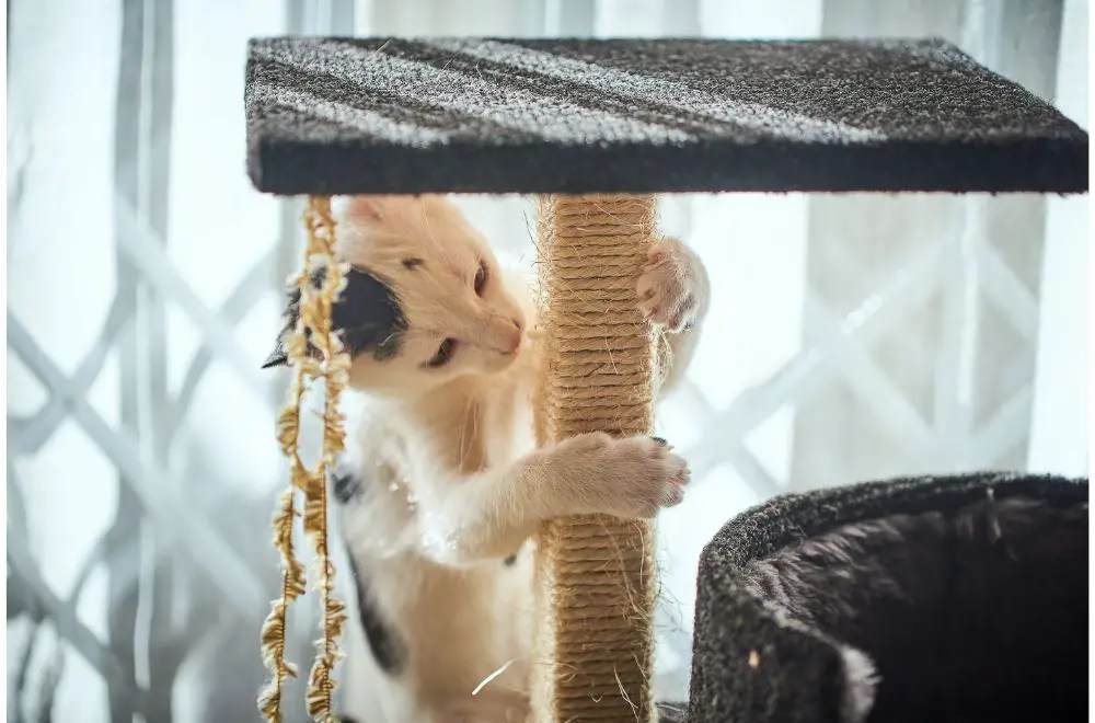 Cat Puberty How To Survive The Terrible Twos » CatPointers