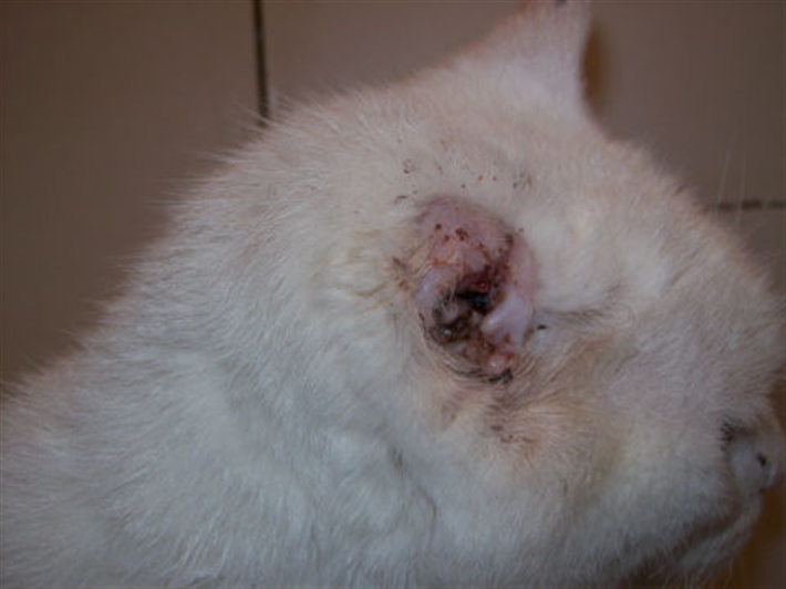 SQUAMOUS CELL CARCINOMA