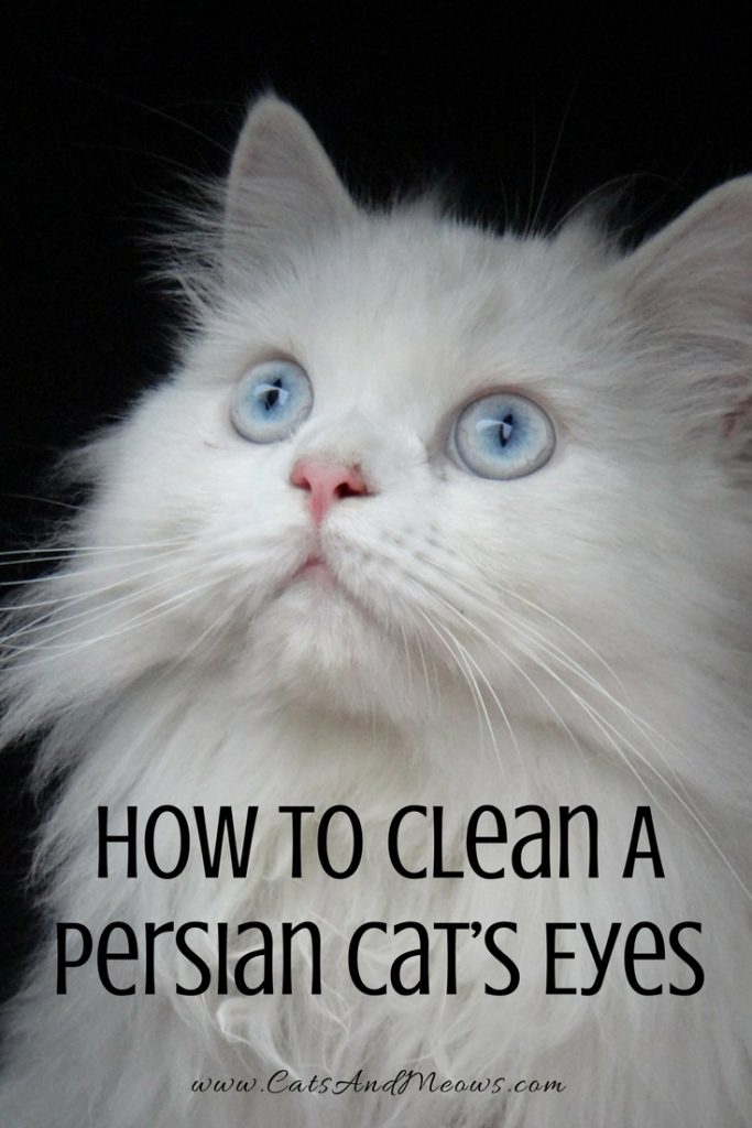 How to Clean a Persian Cat’s Eyes Cats and Meows