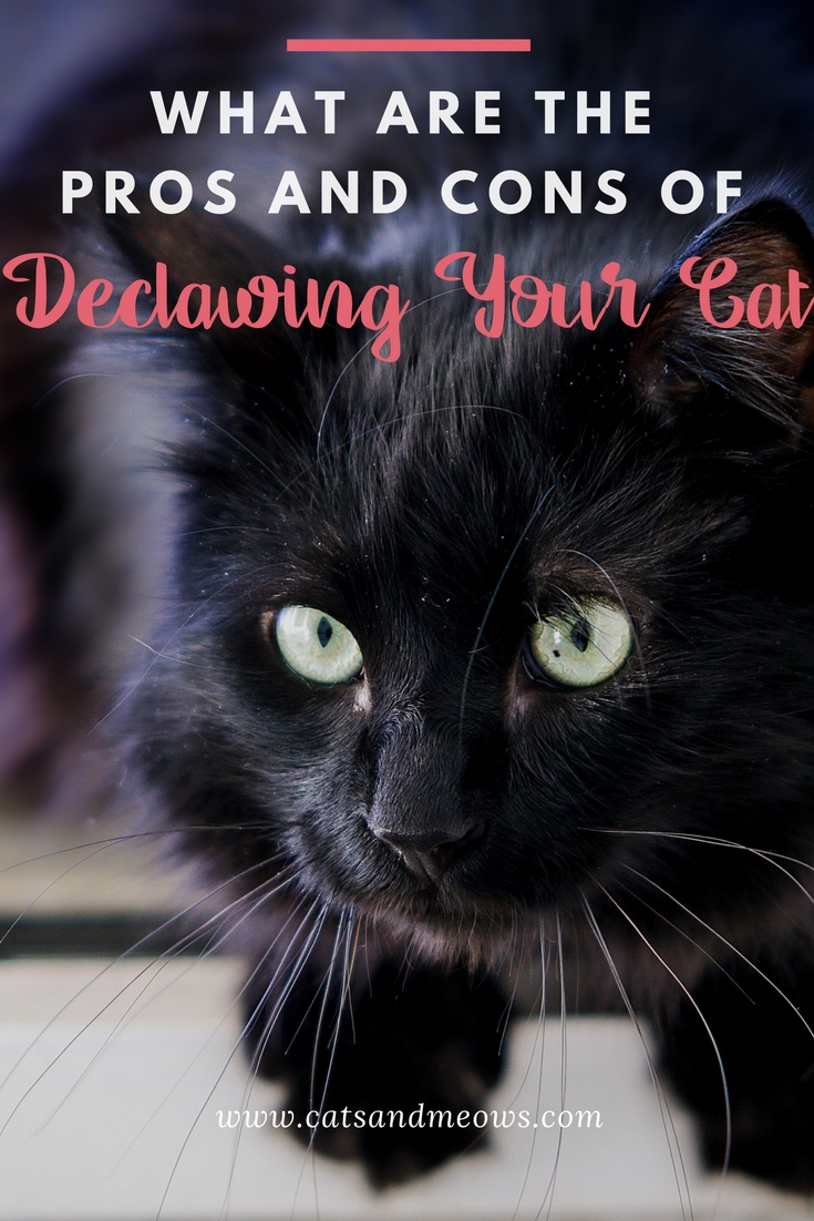 What Are the Pros and Cons of Declawing Your Cat? Cats