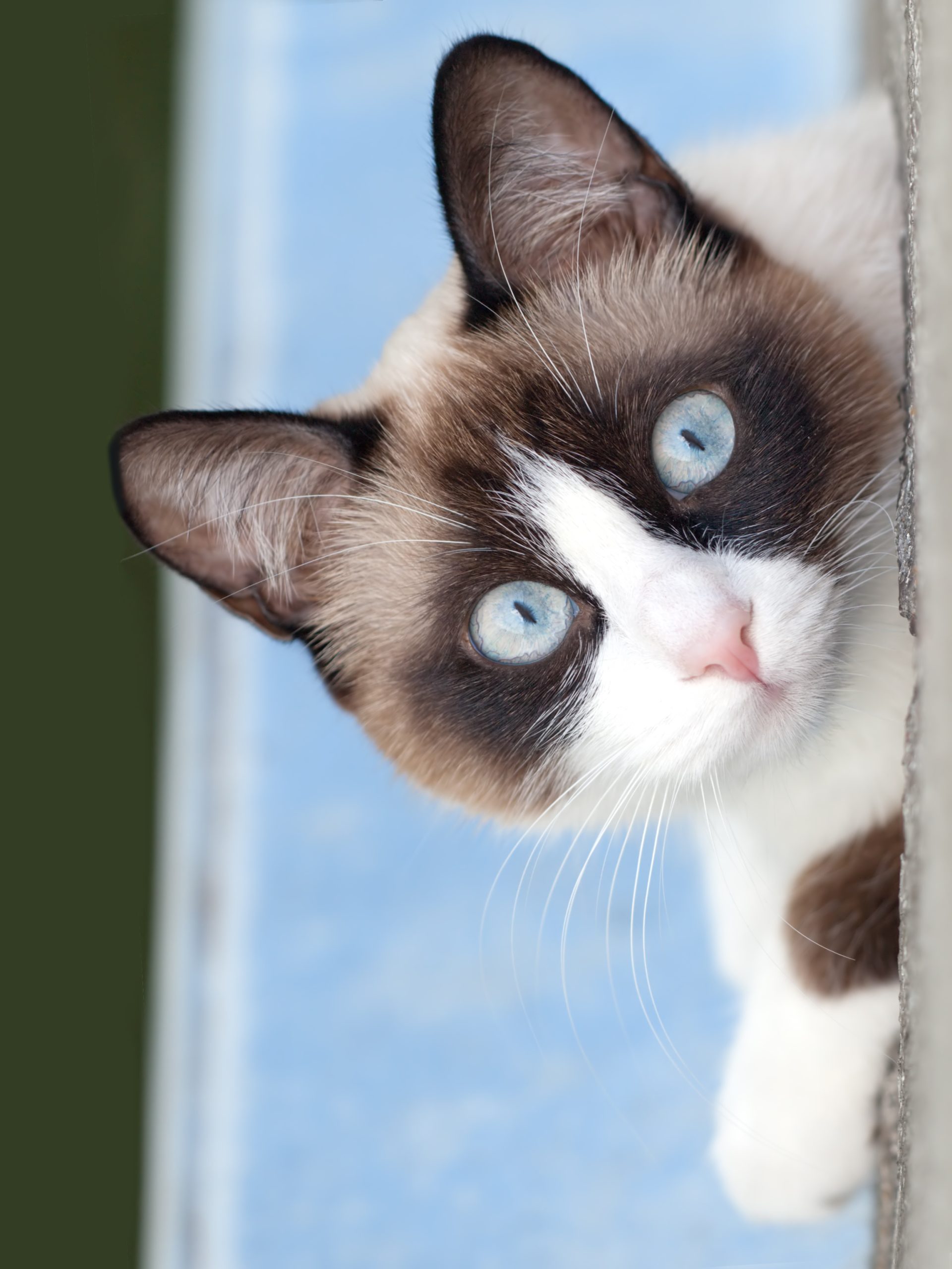 Snowshoe Katze Rasseportrait Cat’s Best