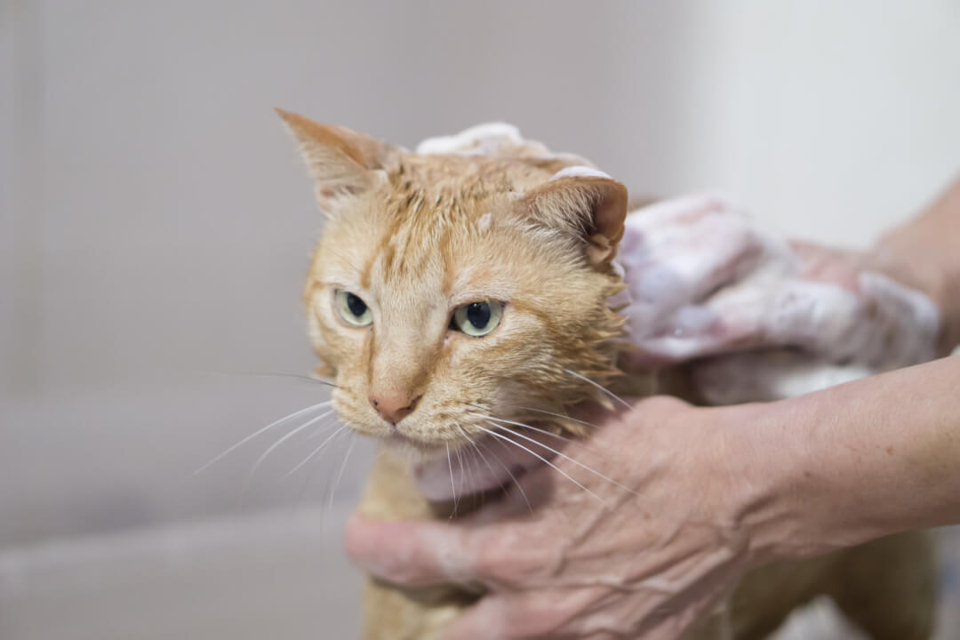 Katze baden diese Punkte sollten Sie beim Waschen Ihrer