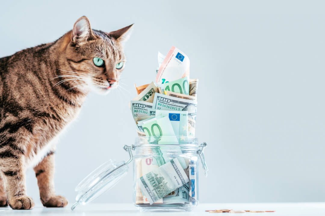 Die richtige Katzenversicherung finden Cat’s Best