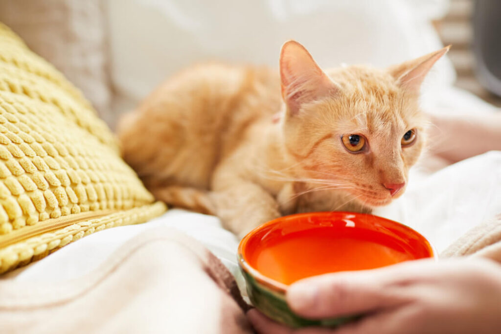 Wie viel Hitze vertragen Katzen? Cat’s Best