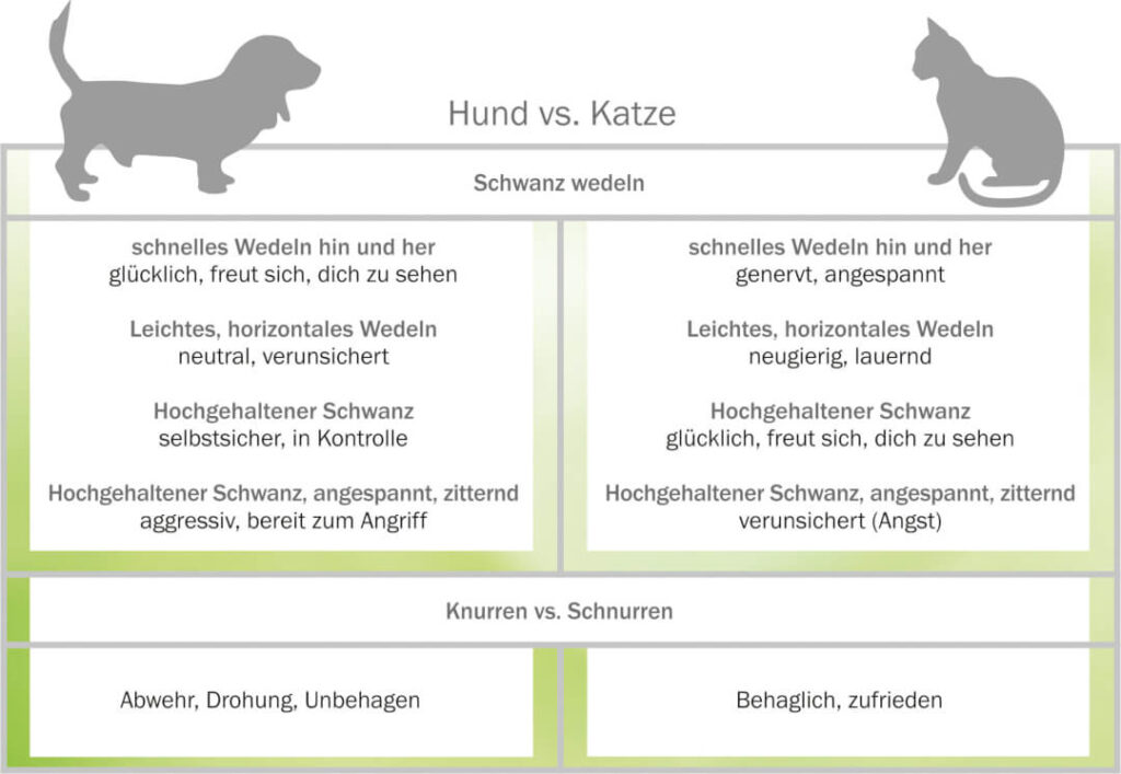 Katzensprache verstehen so deuten Sie das Verhalten Ihrer Katze Cat
