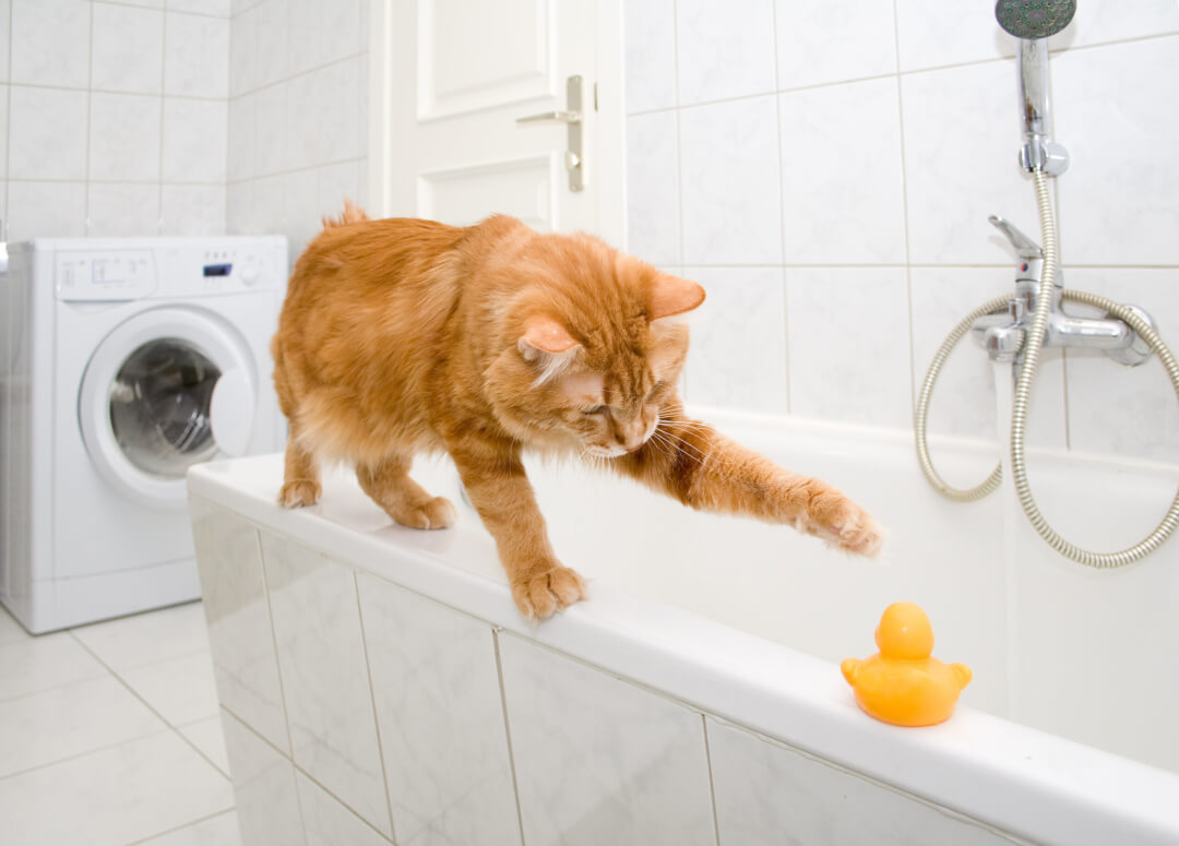 Katze baden diese Punkte sollten Sie beim Waschen Ihrer