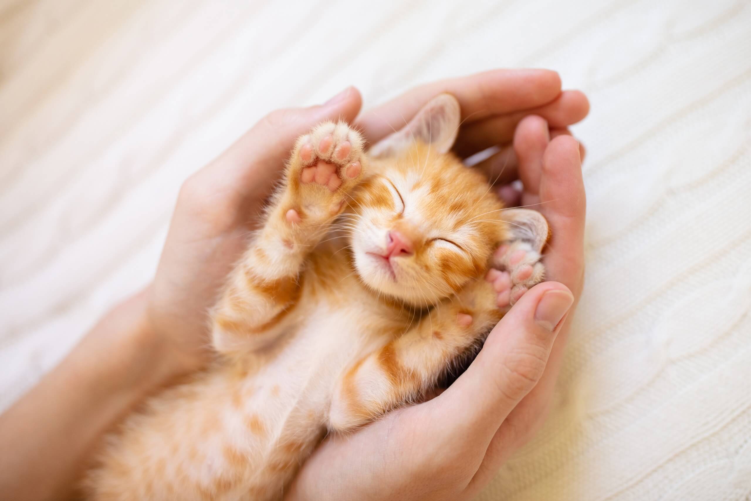 60 Versicherung Katze Vergleich Kostenloser