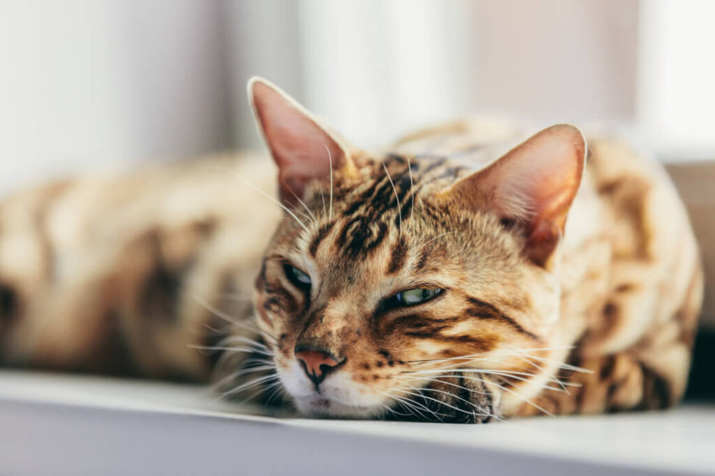 Senior Katze wenn die Katze in die Jahre kommt Cat’s Best