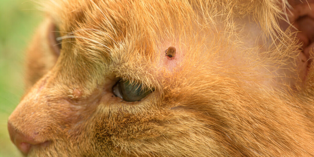 Zeckenmittel für Katzen so schützen Sie Ihre Vierbeiner Cat’s Best