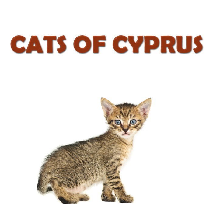 Cats of Cyprus