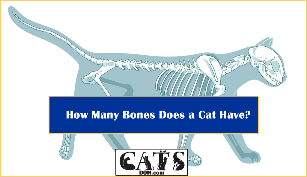 How Many Bones Does a Cat Have?