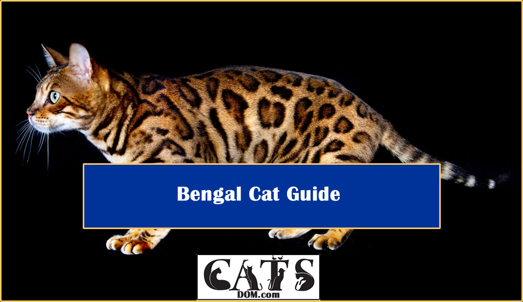 Bengal Cat Guide [2024]