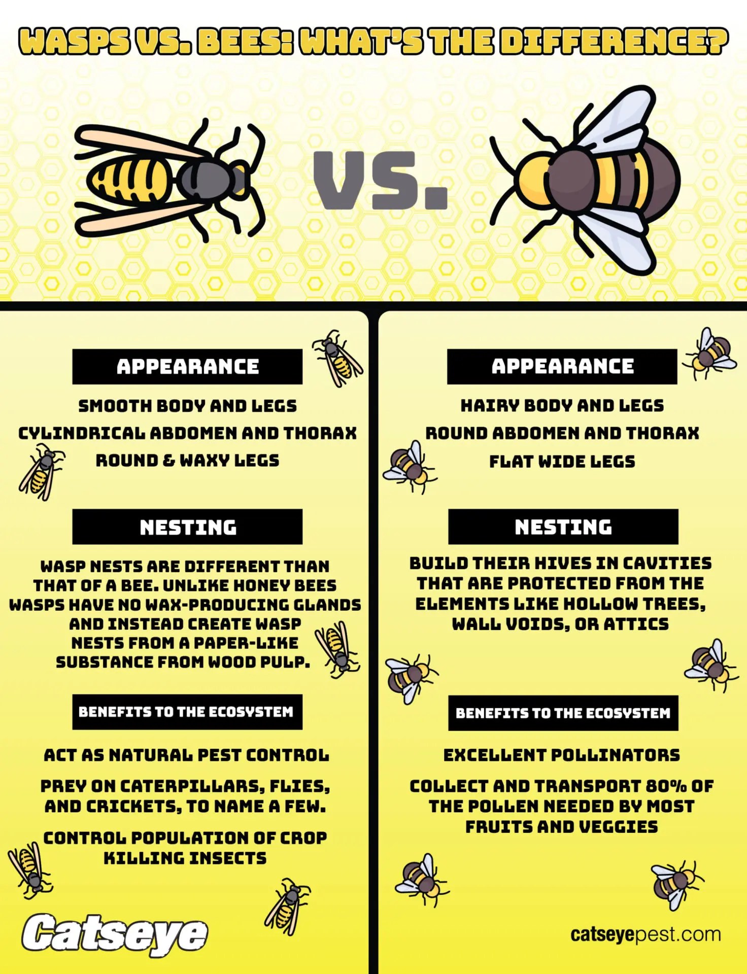 Wasps vs. Bees What 's the Difference? Catseye Pest Control