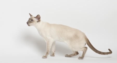 Taking A Look At Kinked Tails - The Cats Inn