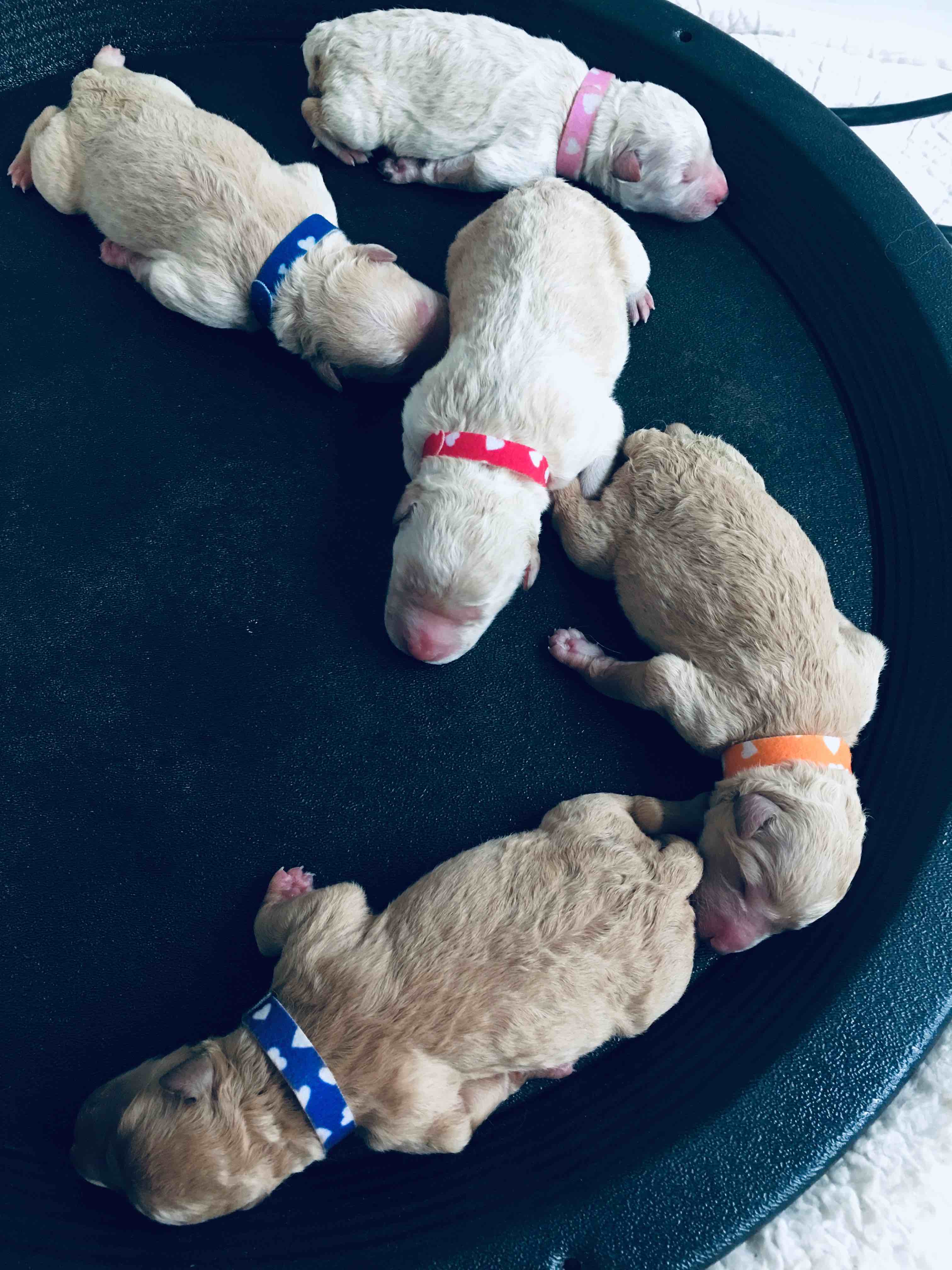 PUMI PUPPIES ARE EXPECTED AT CATSKILL! Catskill Pumi