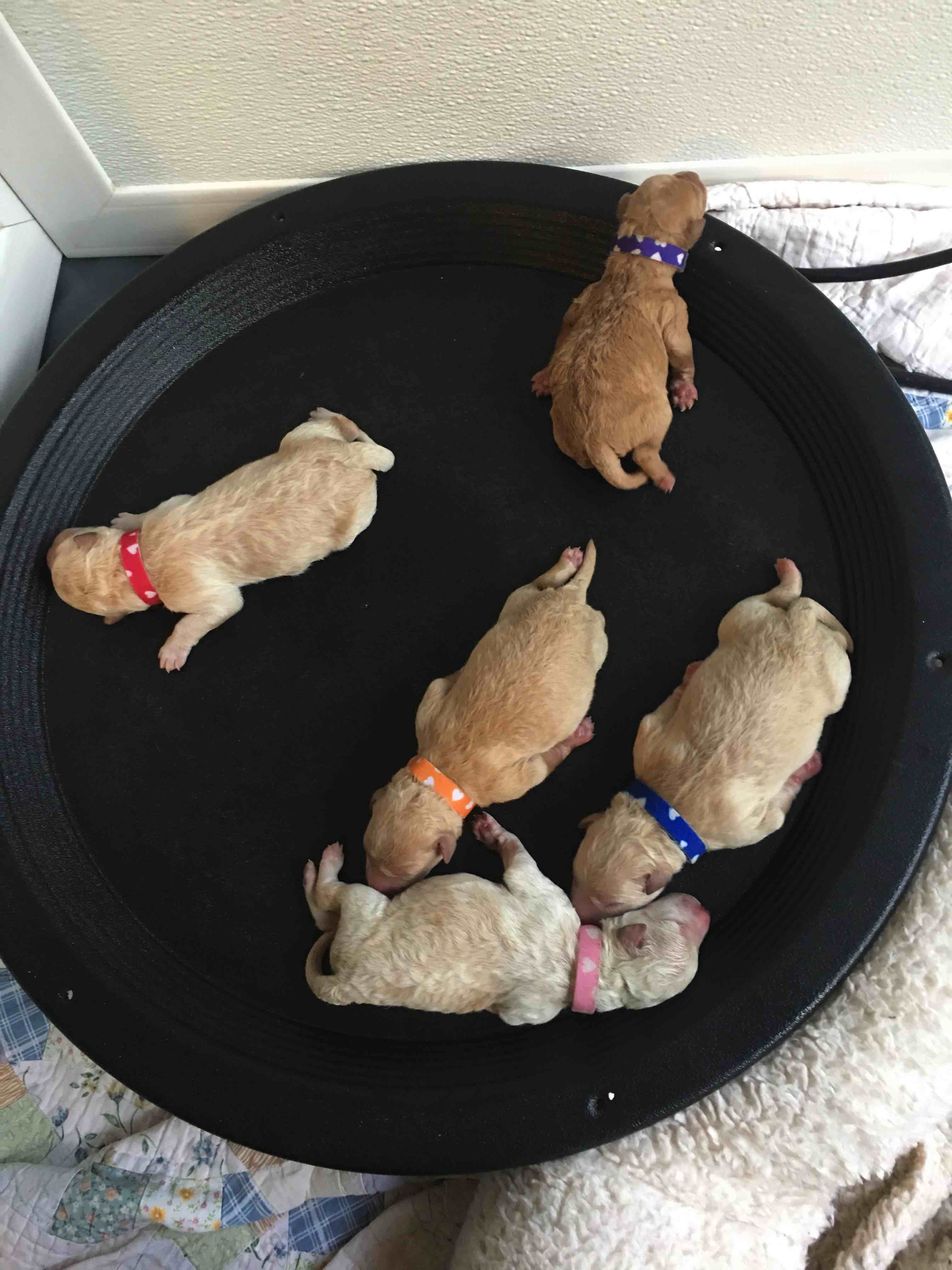 PUMI PUPPIES ARE EXPECTED AT CATSKILL! Catskill Pumi