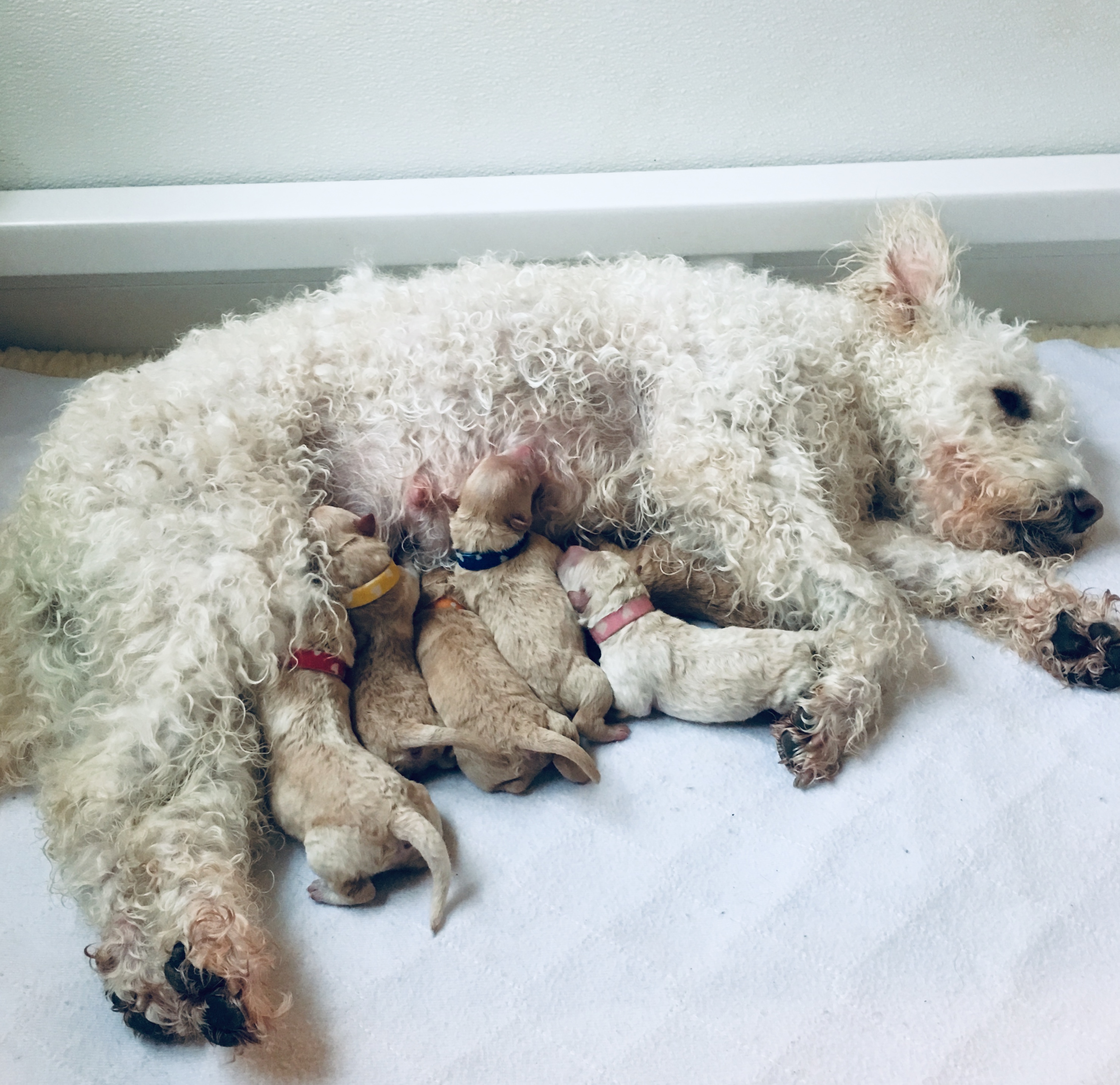 PUMI PUPPIES ARE EXPECTED AT CATSKILL! Catskill Pumi