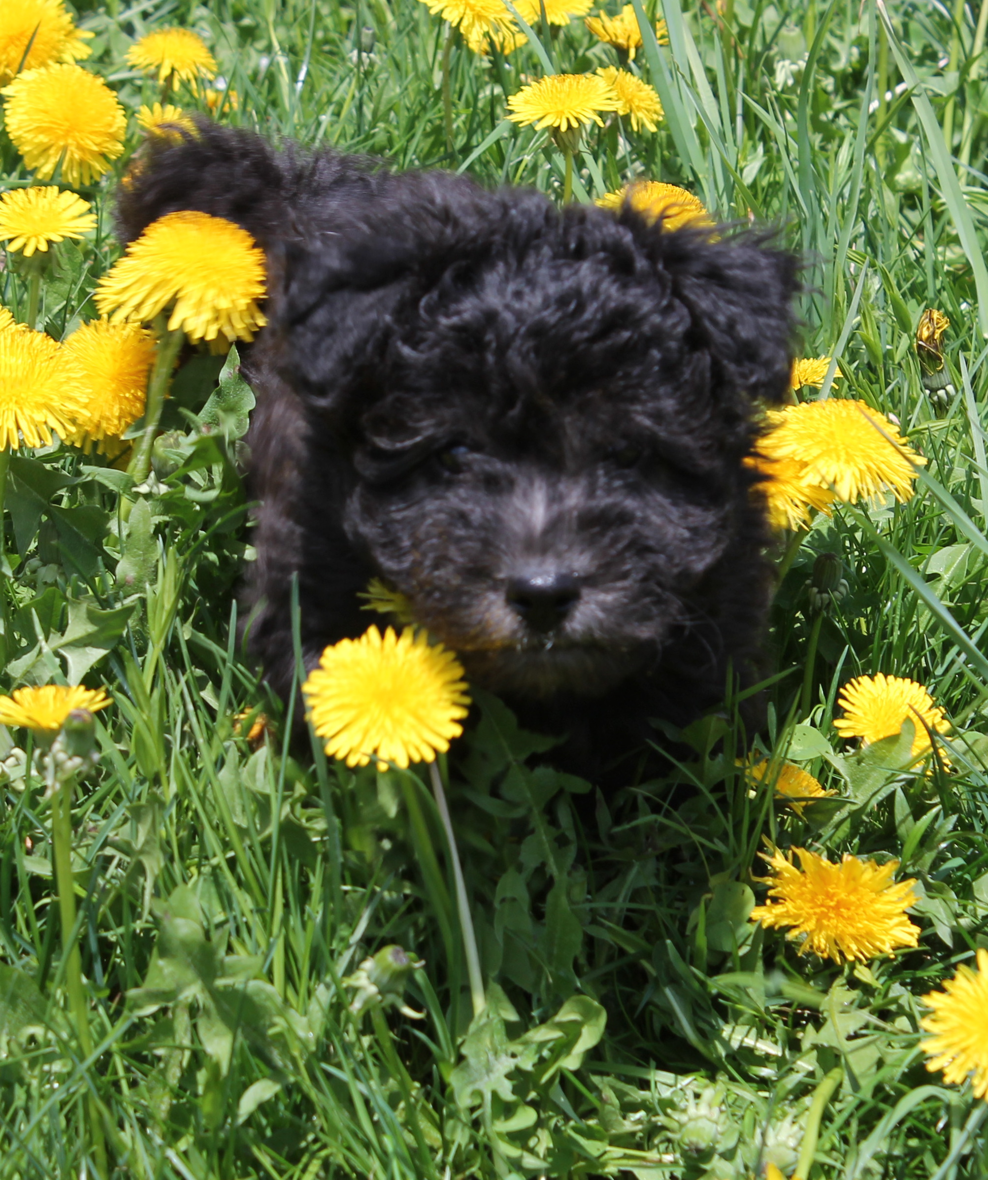 Pumi Puppies Catskill Pumi