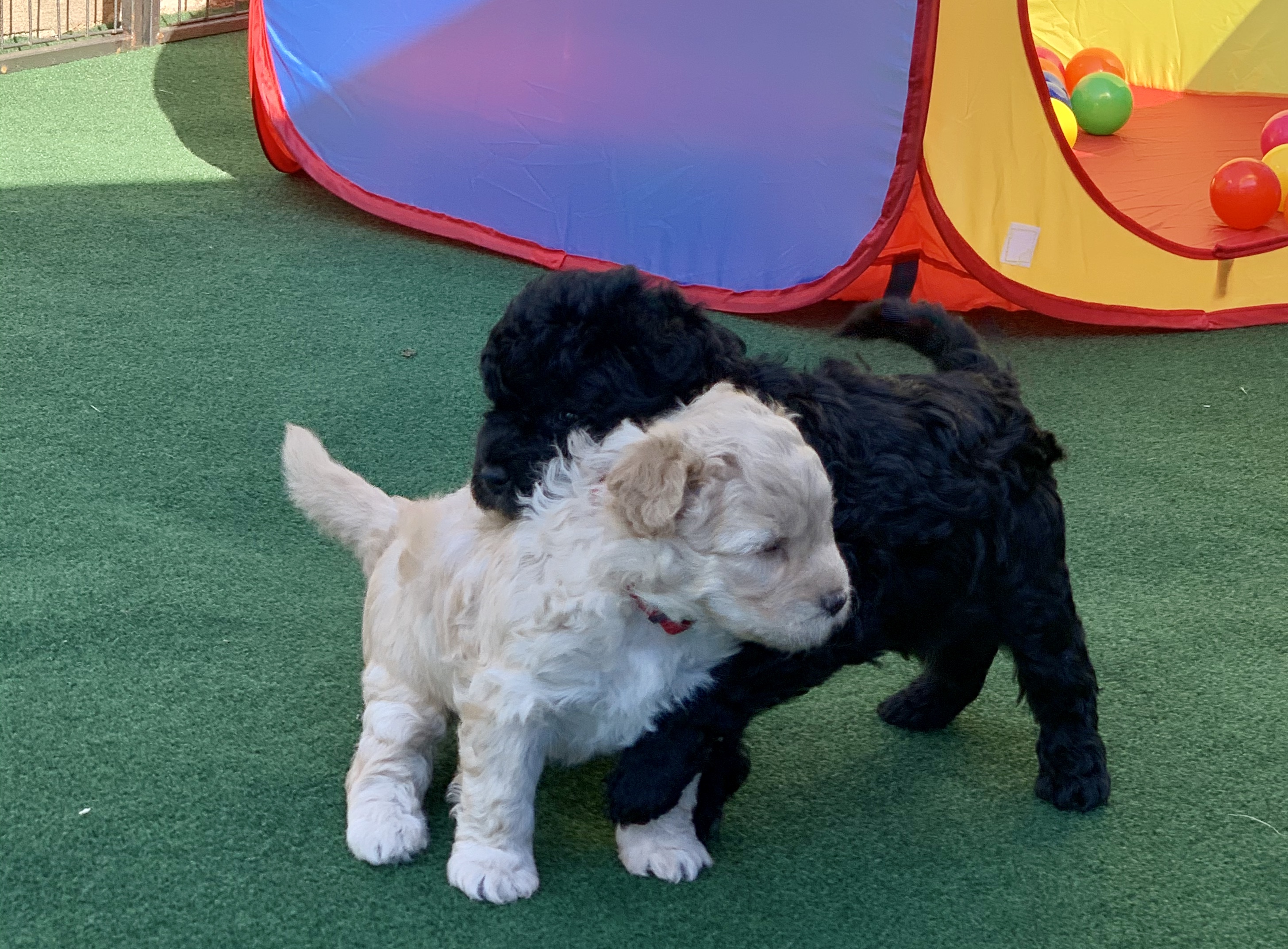 How Many Puppies Can Pumi Give Birth To