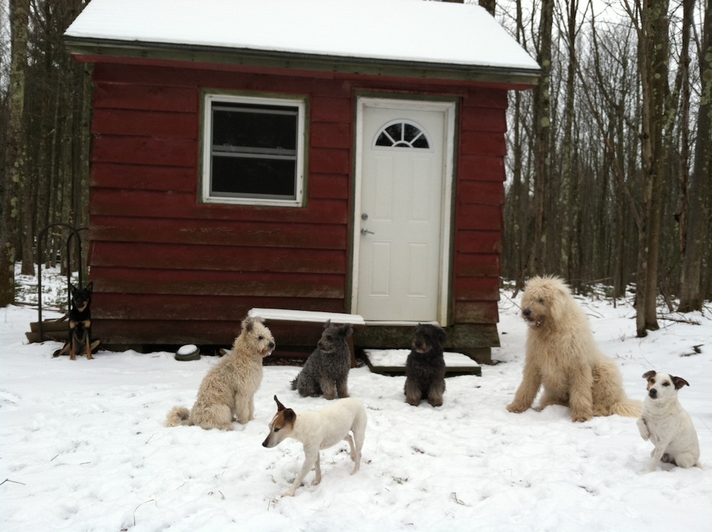  Catskill Pumi to Catskill Pumi Kennel upstate NY.