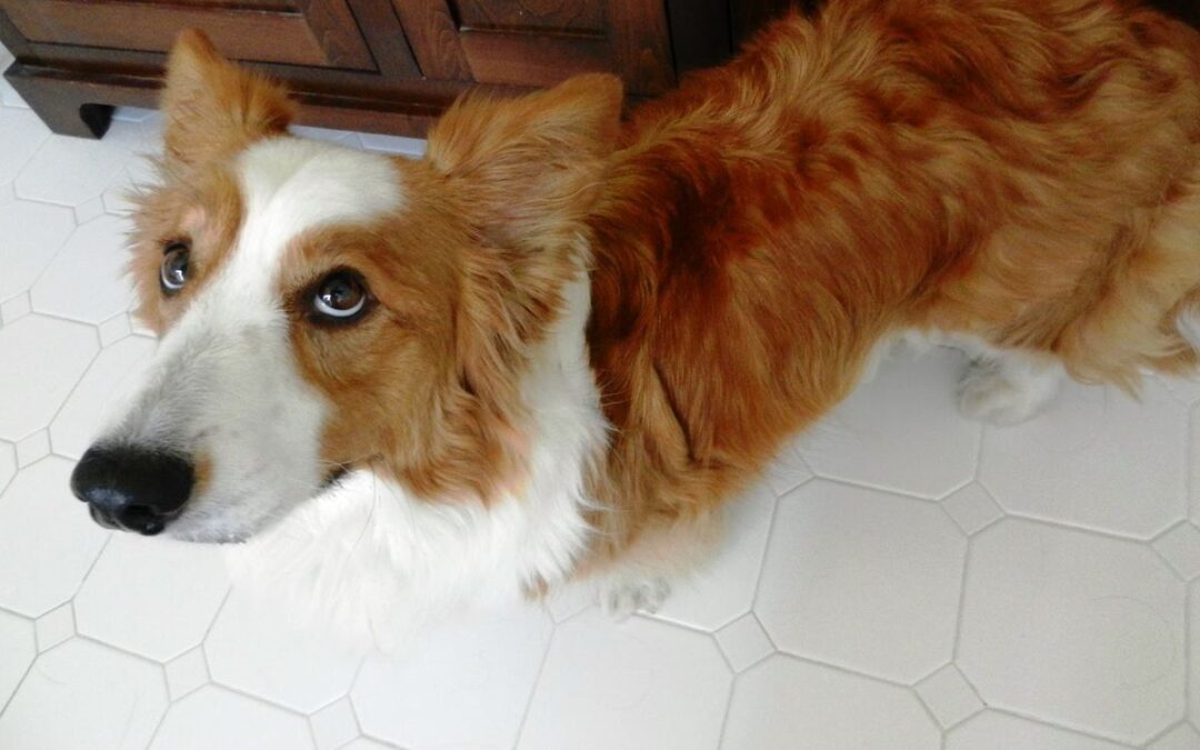 Why Elderly Cats Suddenly Poop On The Floor Understanding The Issue