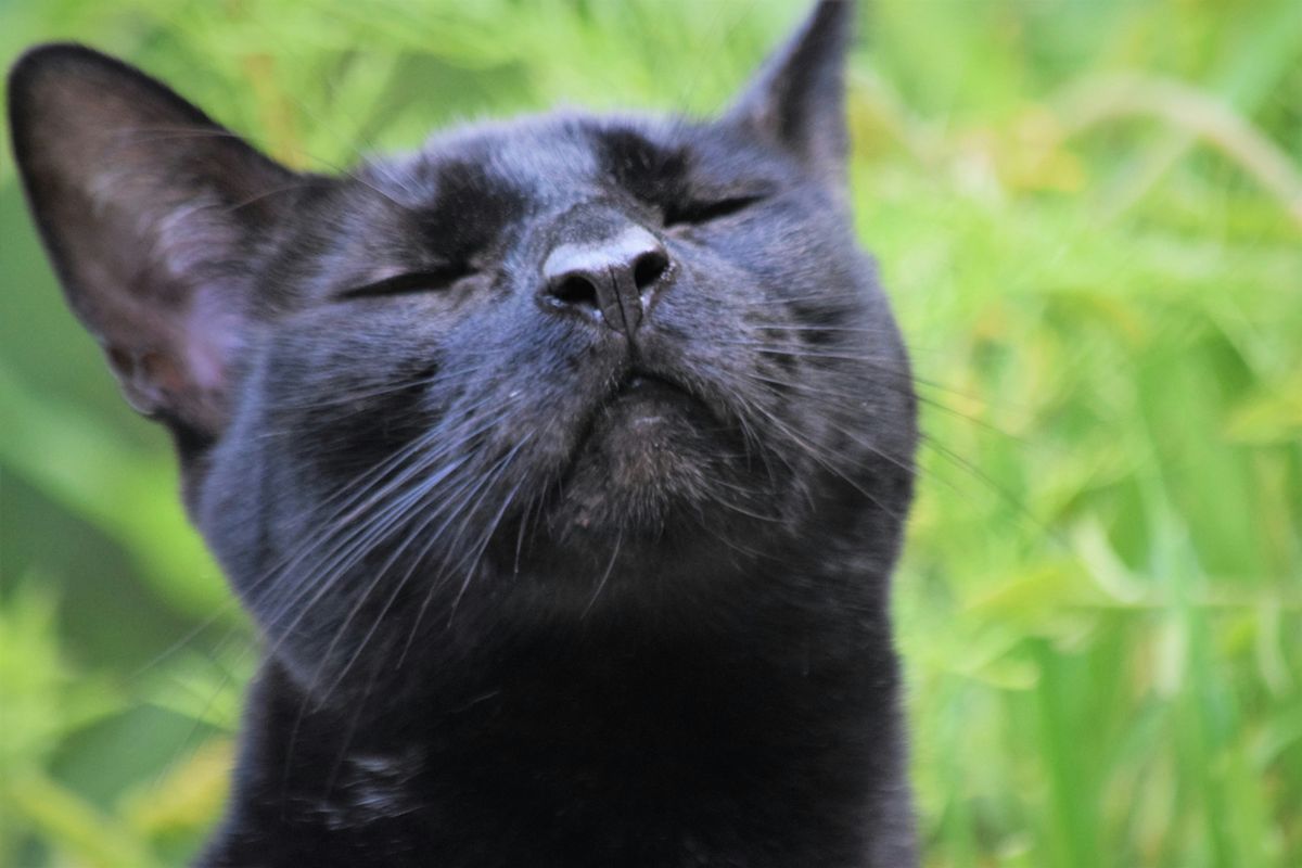 How Far Can Cats Smell? Unraveling Their Olfactory Abilities Cat