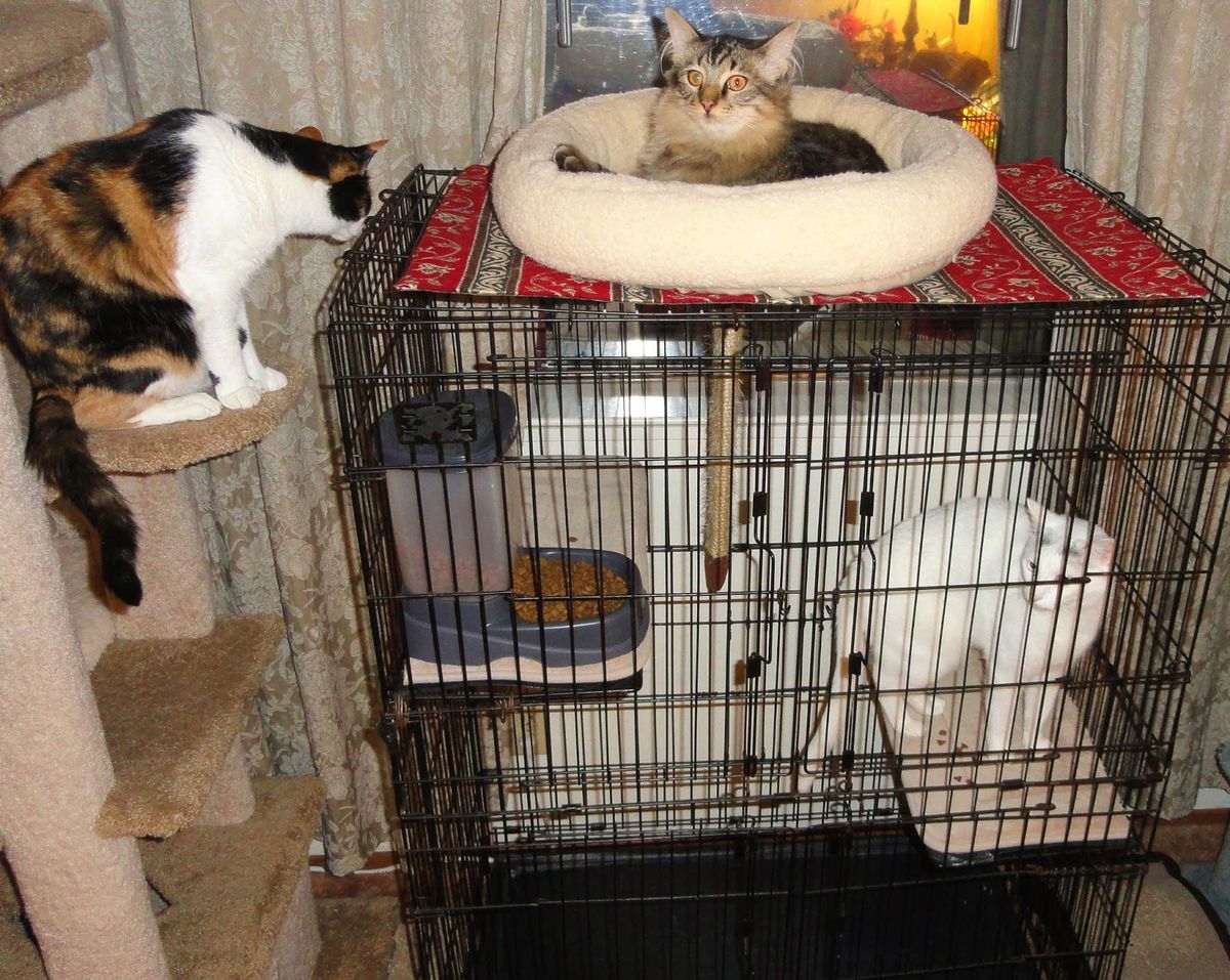 Top 5 Boarding Facilities for Your Kitten Nearby Cat Boarding Hotel