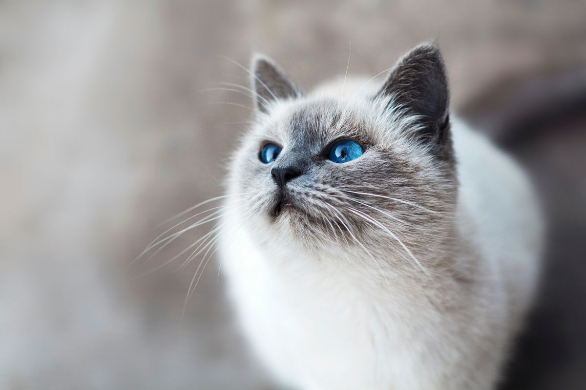 How Long Does A Cat's Scent Last? Exploring Feline Marking Behaviors