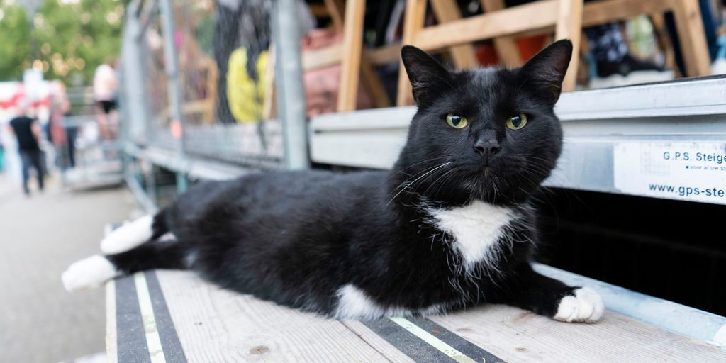 Sudden Affection Understanding Why Your Cat Is Suddenly Laying on You Cat Boarding Hotel