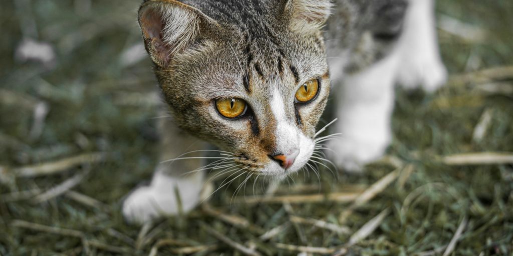 Do Cats Keep Roaches Away? Exploring Natural Pest Control Cat