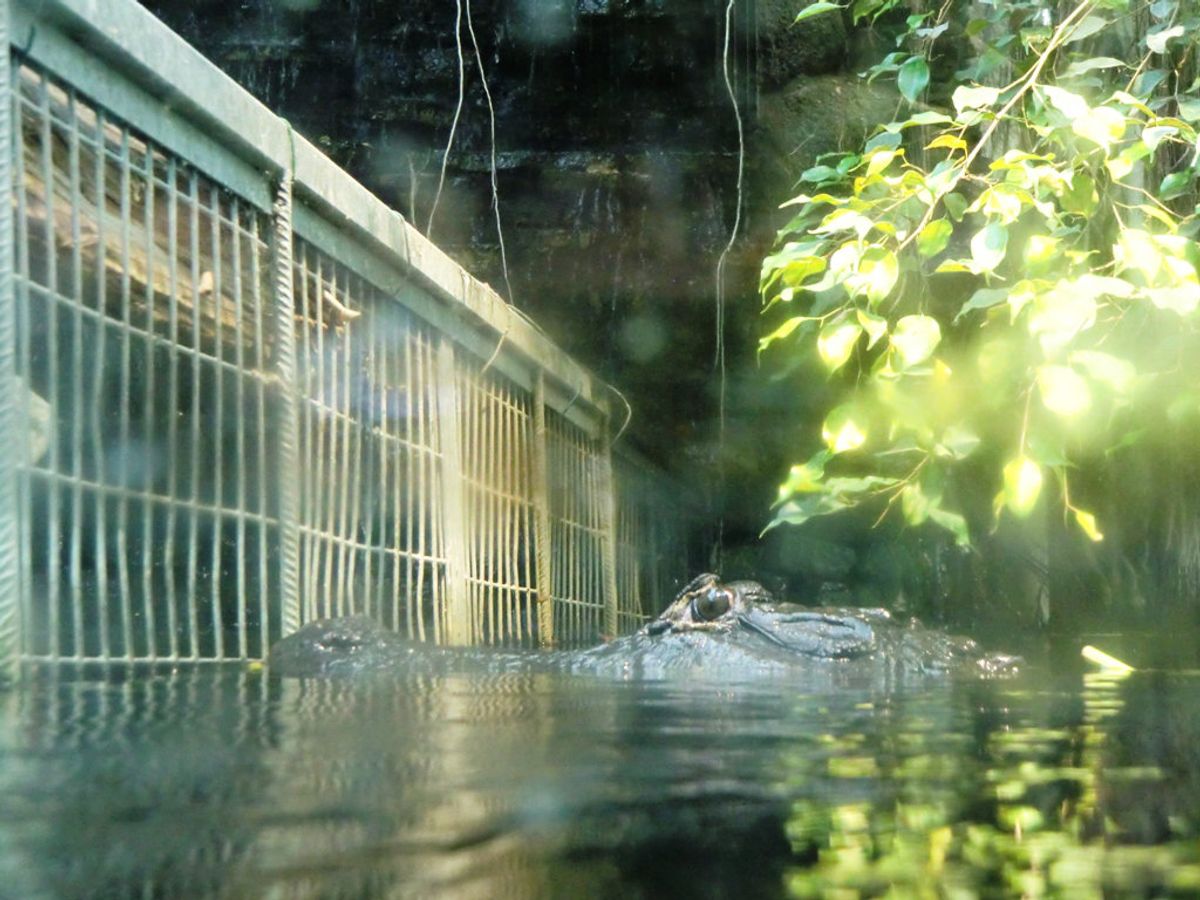 Top Options For Cat Holiday Care Near You Cat Boarding Hotel Laguna