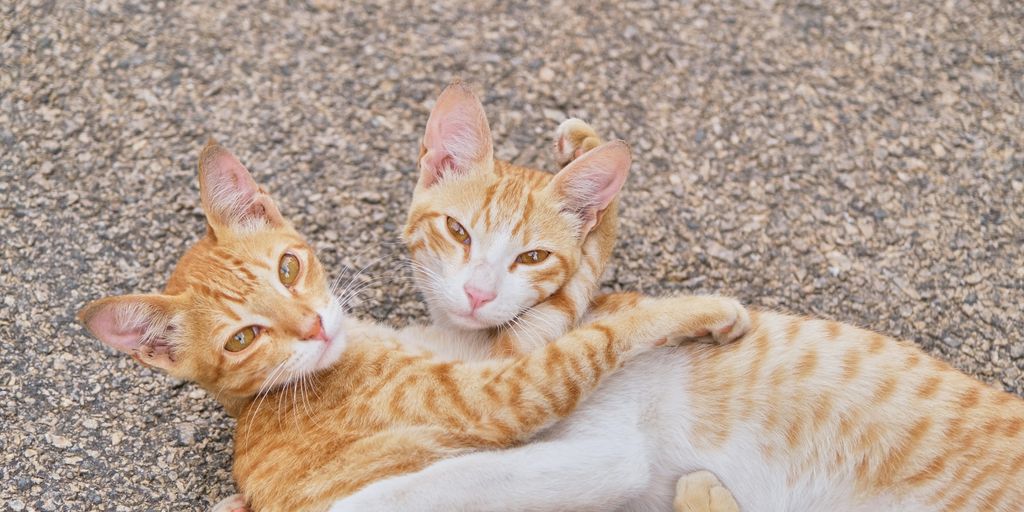 Can Cats Fall in Love with Each Other or Humans? Exploring Feline