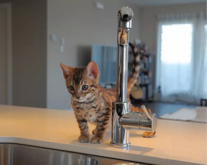 A Comprehensive Guide to Bengal Cat Nutrition