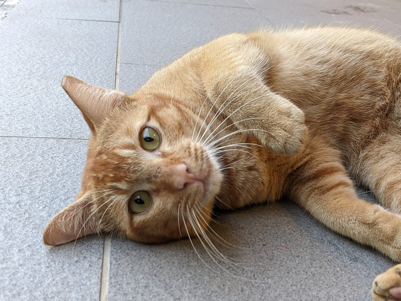 Cats of SG