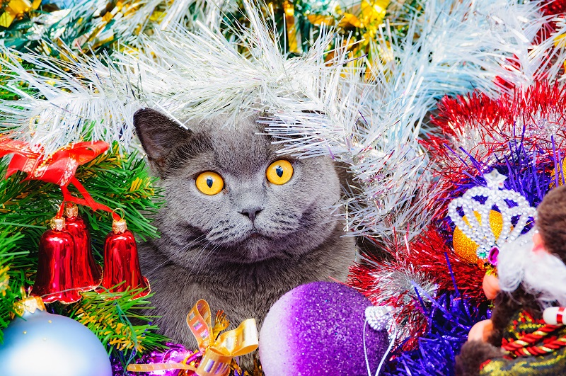 Refeeding Syndrome Cats on Broadway Veterinary Hospital