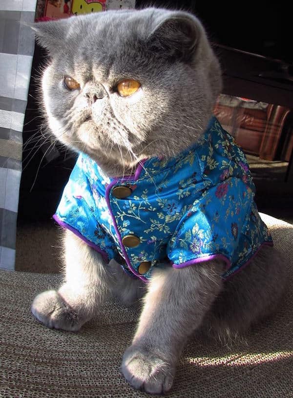 Pix We Love Is Blue Chip the Smexiest SmooshFace Cat Ever? Catster