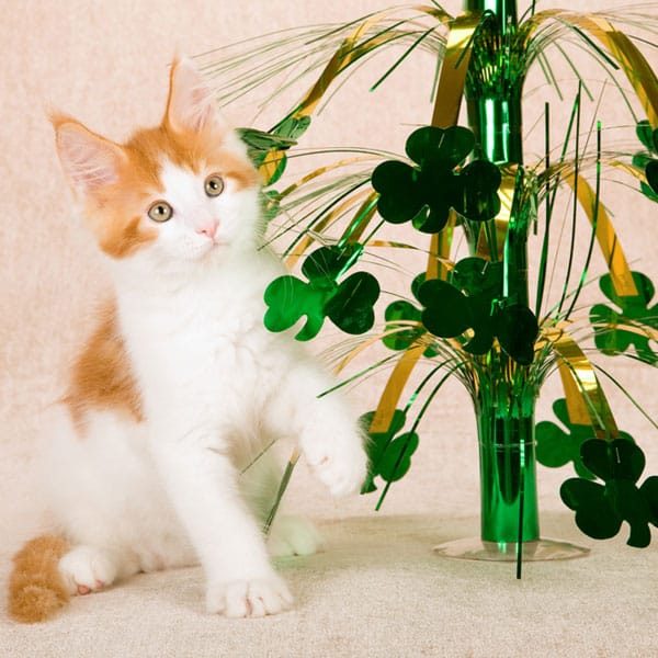 Can Cats Eat Corned Beef and Cabbage? Catster