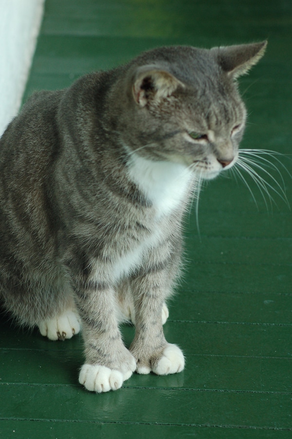 10 Cats Who Have Thumbs and Will Be Your Lord and Master Catster