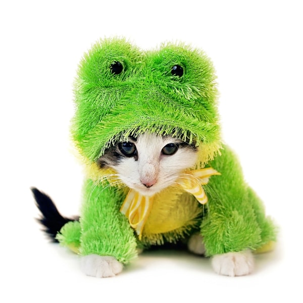 Should People Put Their Cats in Halloween Costumes? Catster