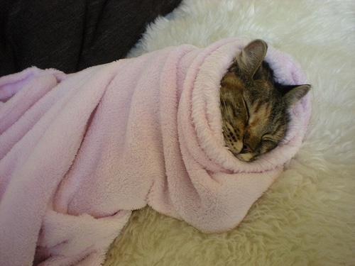 13 Cats in Sleeves Catster