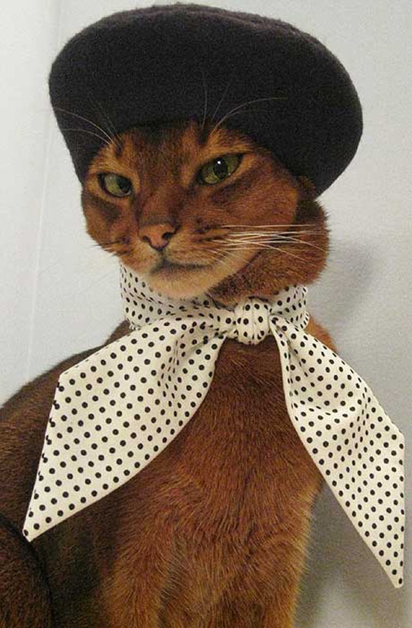 Our Favorite Moments in Cat Fashion for 2012 Catster