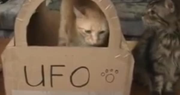 Explore Kitty Science with “The Engineer’s Guide to Cats 2.0” Catster