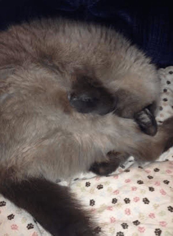 Meet CatFoodBreath, a 17Pound Cat Blogger With a Sushi Habit Catster